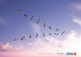 Turkish Airlines: Turkish Airlines: Birds