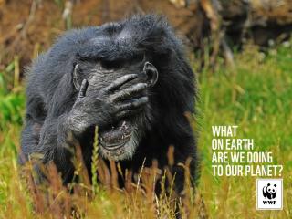 WWF Denmark: Chimpanse