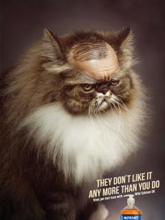 Nutrivet: Cat