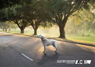 Ace Auto Club: Dog