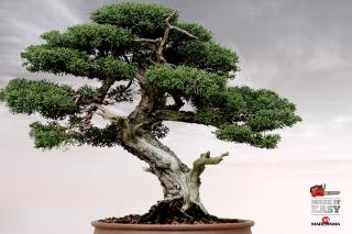 Maruyama Saws: Bonsai