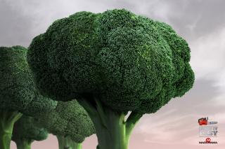 Maruyama Saws: Broccoli