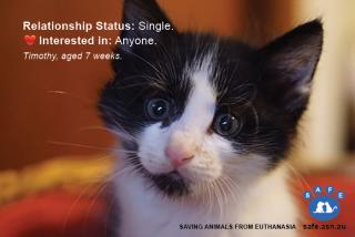 SAFE: SAFE Timothy