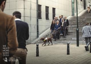 Belgian Centre for Guide Dogs: Steps