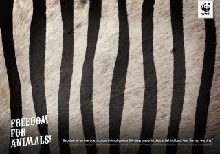 wwf: Zebra
