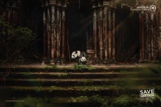 Concern for Kolkata: Panda's