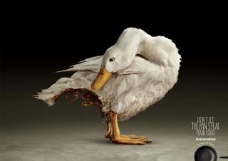 AMMELOO Non-Stick Pans: Duck