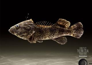 AMMELOO Non-Stick Pans: Fish