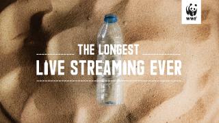 wwf: The Longest Live Streaming Ever