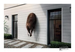 Freeland Foundation: Boar