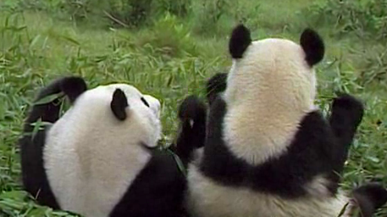 Jose Cuervo: Pandas eat cold takeaway