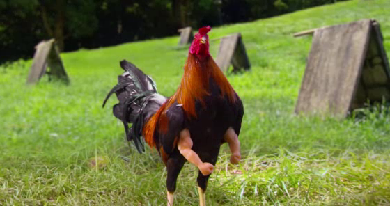 LAKING V-22: Buff Chicken