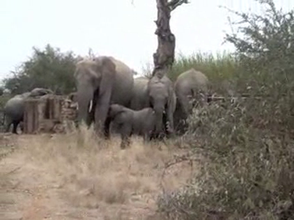 Lynchy on Safari in Africa: Day Four