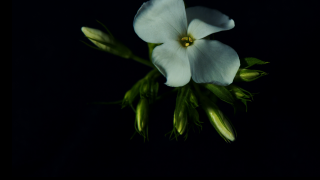 Interflora: Remember One Another