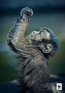 WWF: #PrayForHumankind-Capuchin monkey