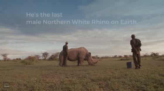Ol Pejeta Conservancy: World’s Most Eligible Bachelor