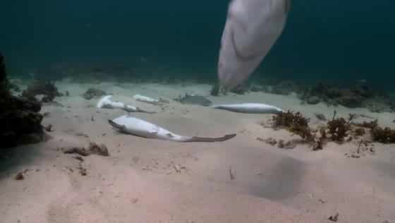 Wild Aid Taiwan: Finding Sharky 2050