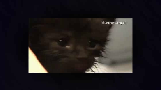 Samsung: Black Cats