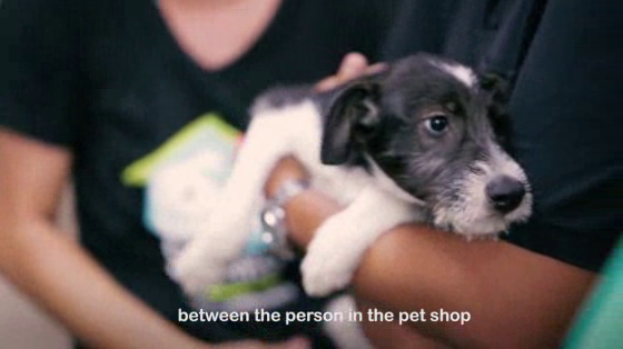 Quatro Patinhas NGO: Priceless Pets