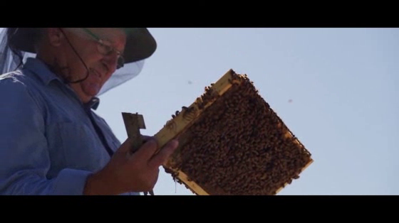 Bega Cheese: Purple Hive Project