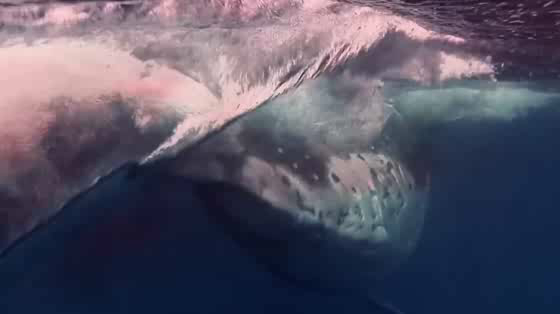 Sea Shepherd: Sound of Sea