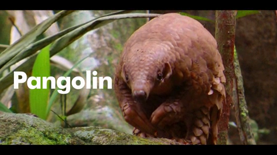 World Animal Protection: Pangolin