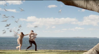 Suncorp Bank: Seagulls