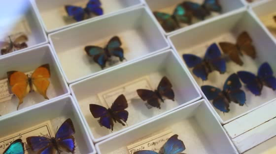Field museum: Specimens With Something To Say