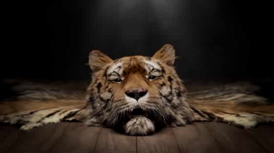 Save Wild Tigers: Ray The Rug Winstone