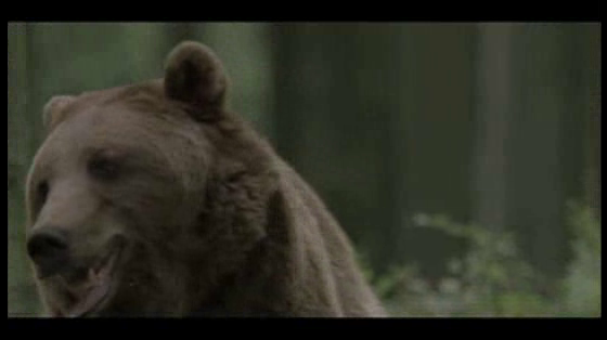 Bouygues Telecom: Bear