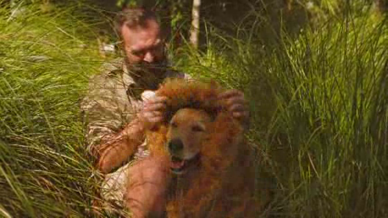 Hubbards: Lion Dog