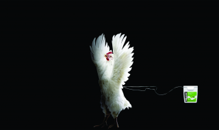 Reach Dental Floss: Chicken