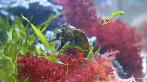 Mountain Dew: Seahorse Rodeo