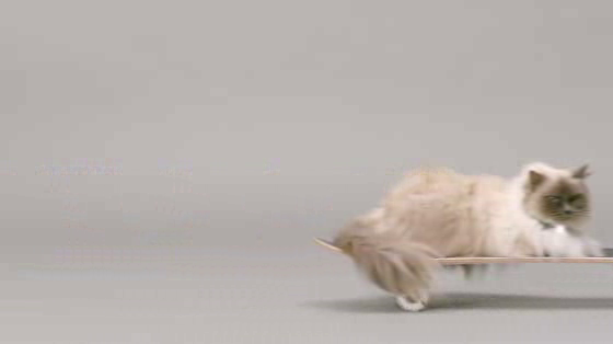 Catterbox: Skater