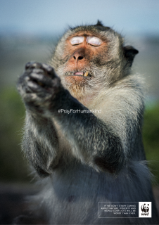 WWF: #PrayForHumankind-Ape