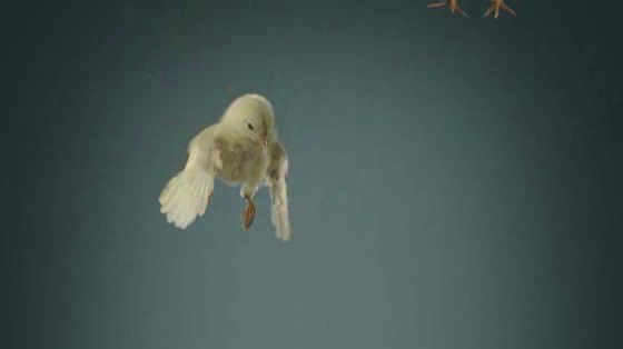 PETA (People for the Ethical Treatment of Animals): Flying Chicks