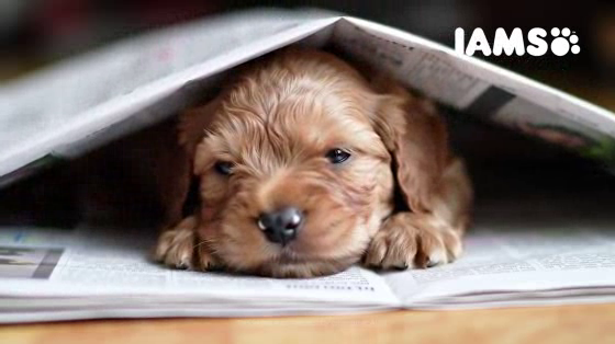 Iams: I Want a Puppy/Kitten Studios