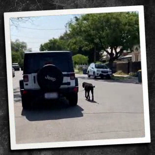 South Australian Police: Dog Walk