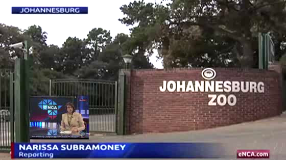 Johannesburg Zoo: Worlds First LIVE Tweeting Honey Badger Case Study