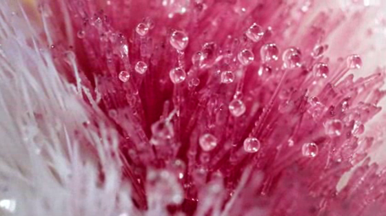 Colgate: Indianis Dentris - Flower 1