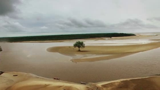 Climate Reality Brasil: Refugee Tree