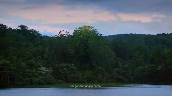 Tiakina Kauri: Give Kauri Space to Grow