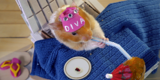 What's my number?: Hamster Cruise