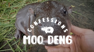 Lifebuoy: CONFESSIONS OF MOO DENG