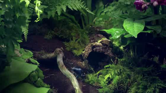 SNCF: Frog