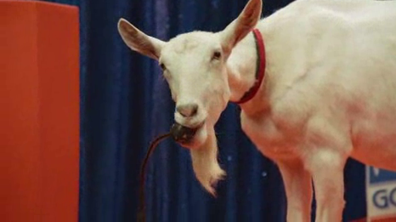 Mountain Goat Beer: The GOATLotto Show