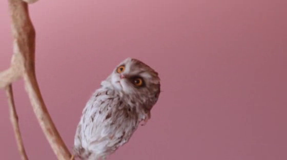 Intuit Mailchimp: Cat Owl Bat