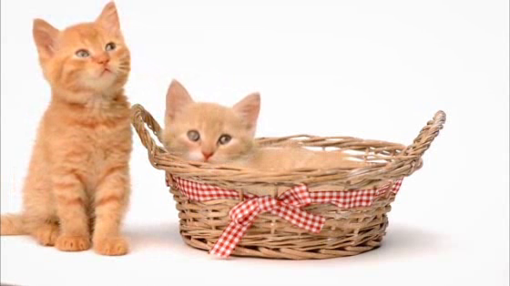 Rottofest: Stock Footage Real Happiness - Animals