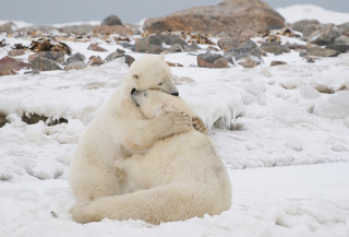 WWF Denmark: Polar Bears Hugging