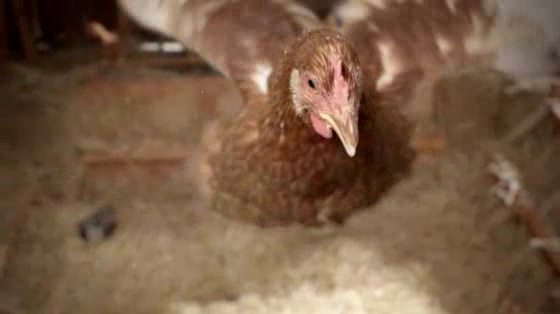 Tigerair: Chickens